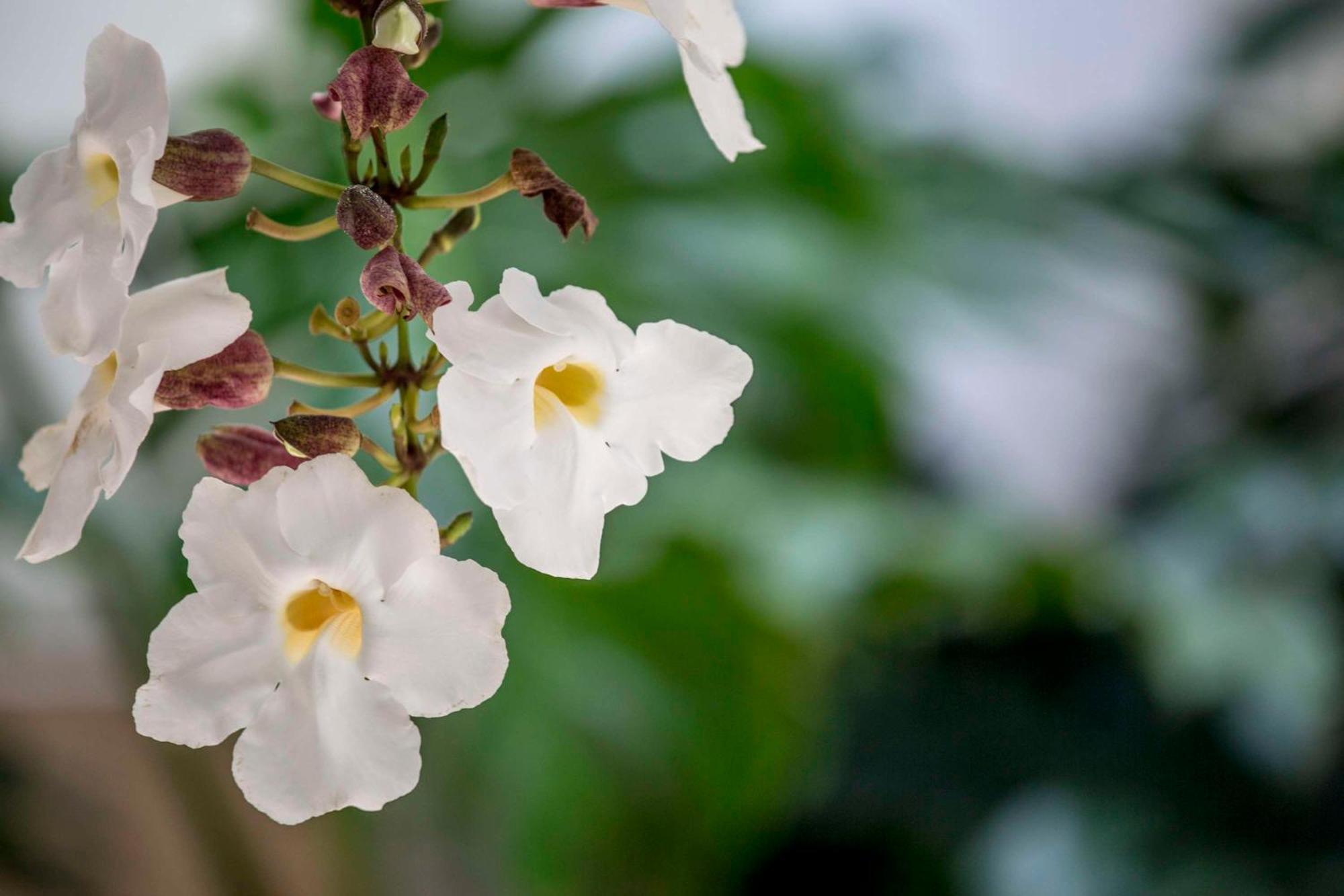 Aston Waikiki Beach Tower Гонолулу Екстер'єр фото Rhododendron periclymenoides